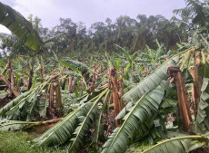 Vendaval em Corupá