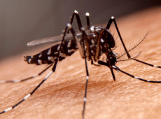 Focos de dengue em Canoinhas