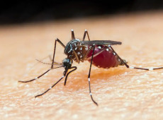 Falta de diagnóstico é obstáculo para eliminação da malária no Brasil