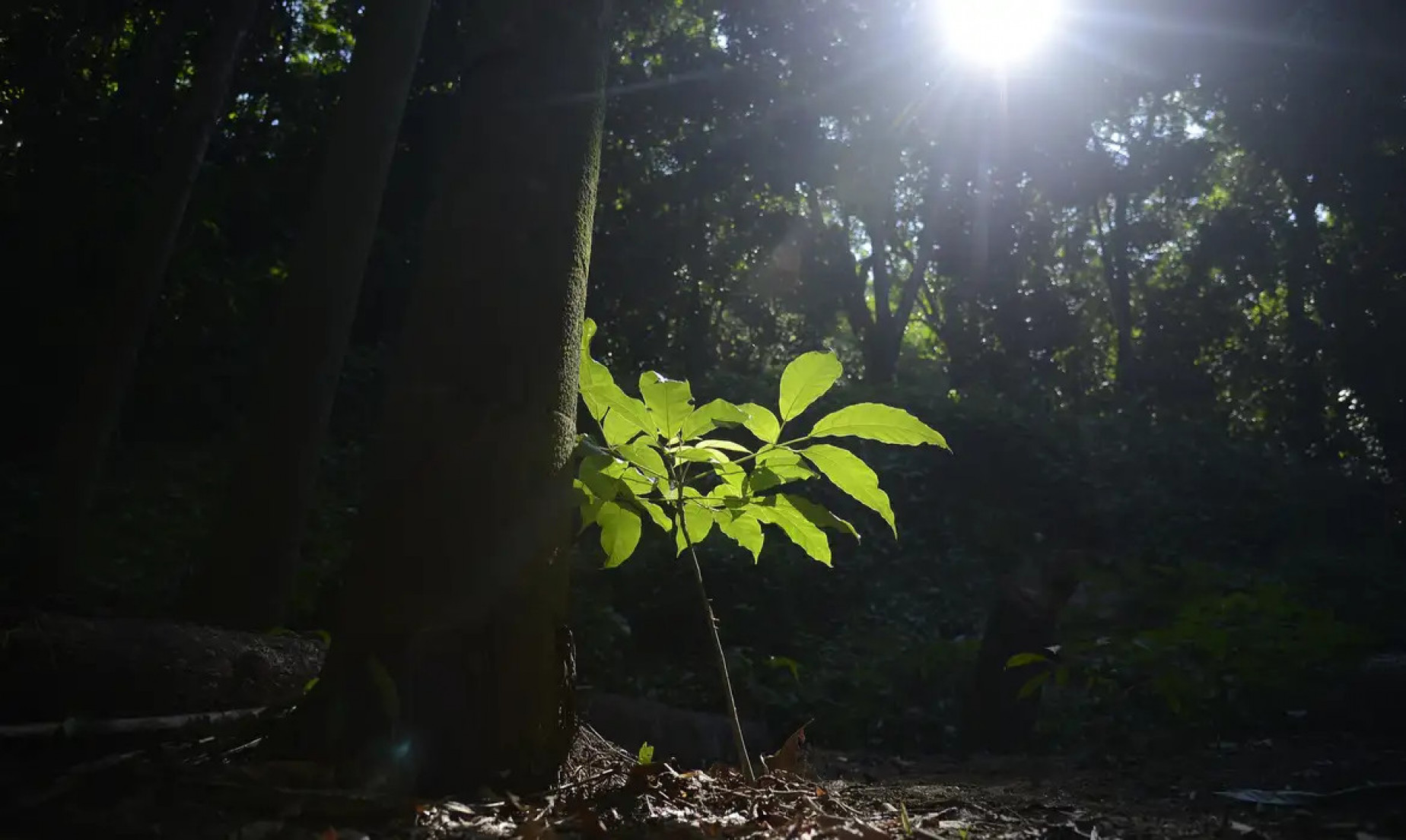 Sesc São Paulo tem programação especial na Semana do Meio Ambiente