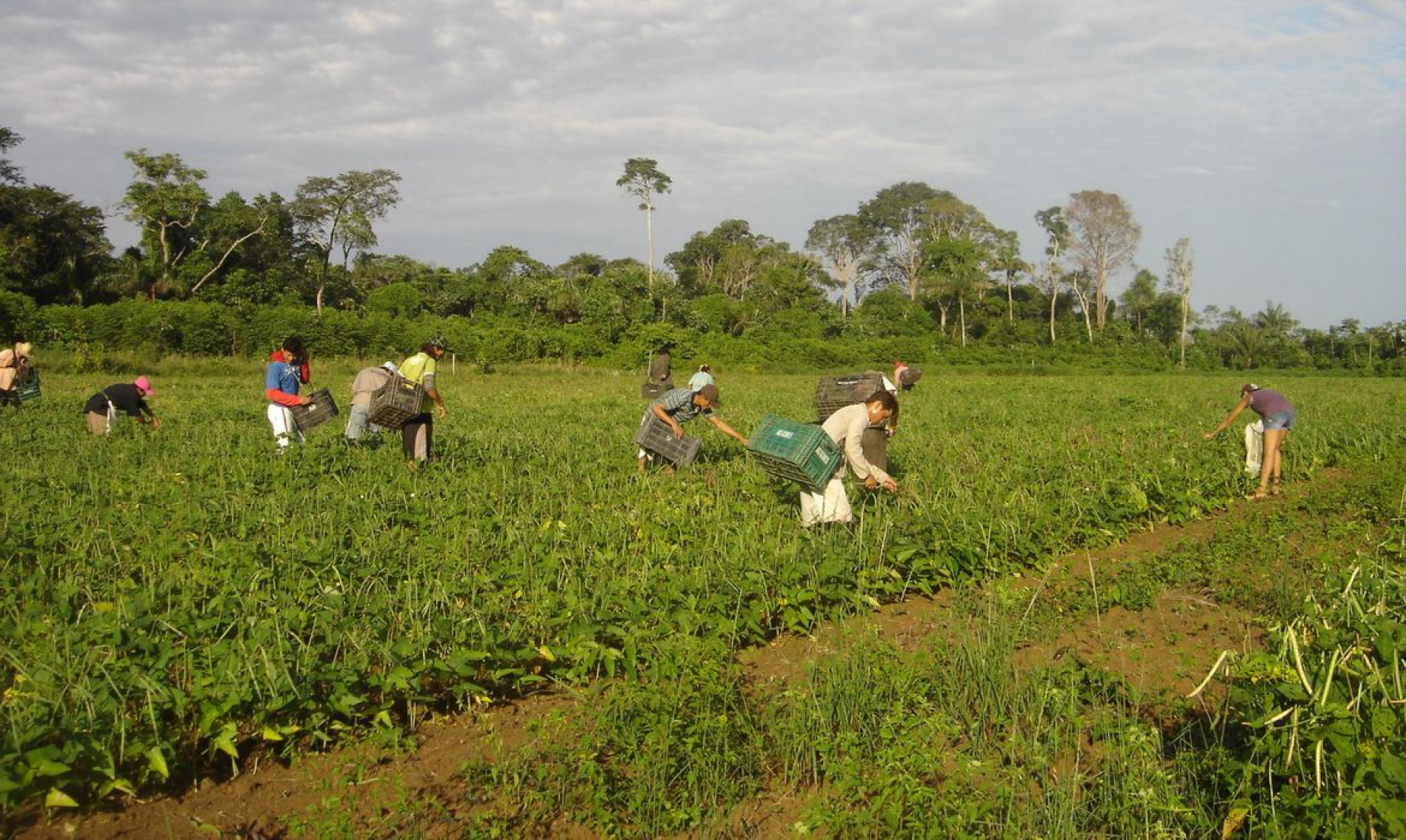 CMN reduz para R$ 200 mil limite de enquadramento no Proagro