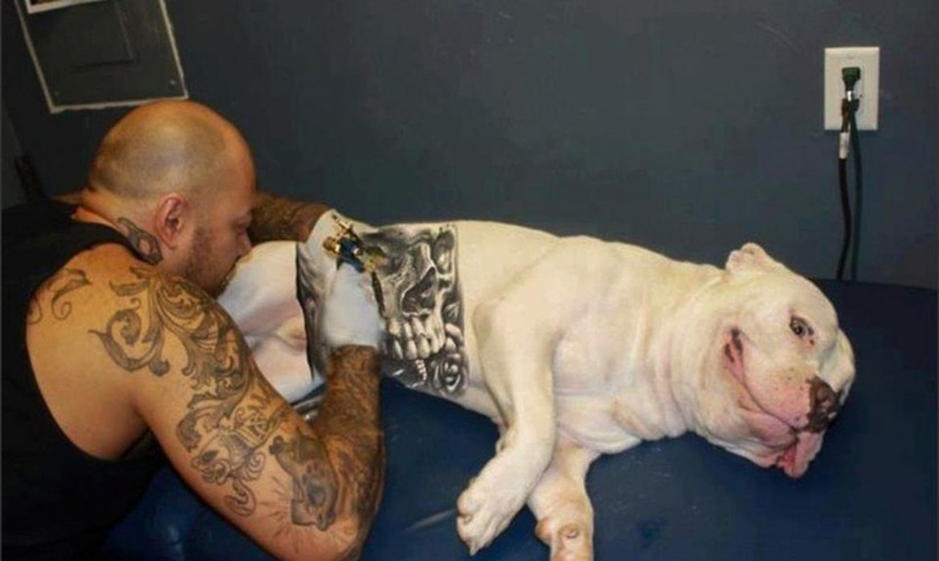 Governo sanciona lei que proíbe tatuagens e piercings em cães e gatos