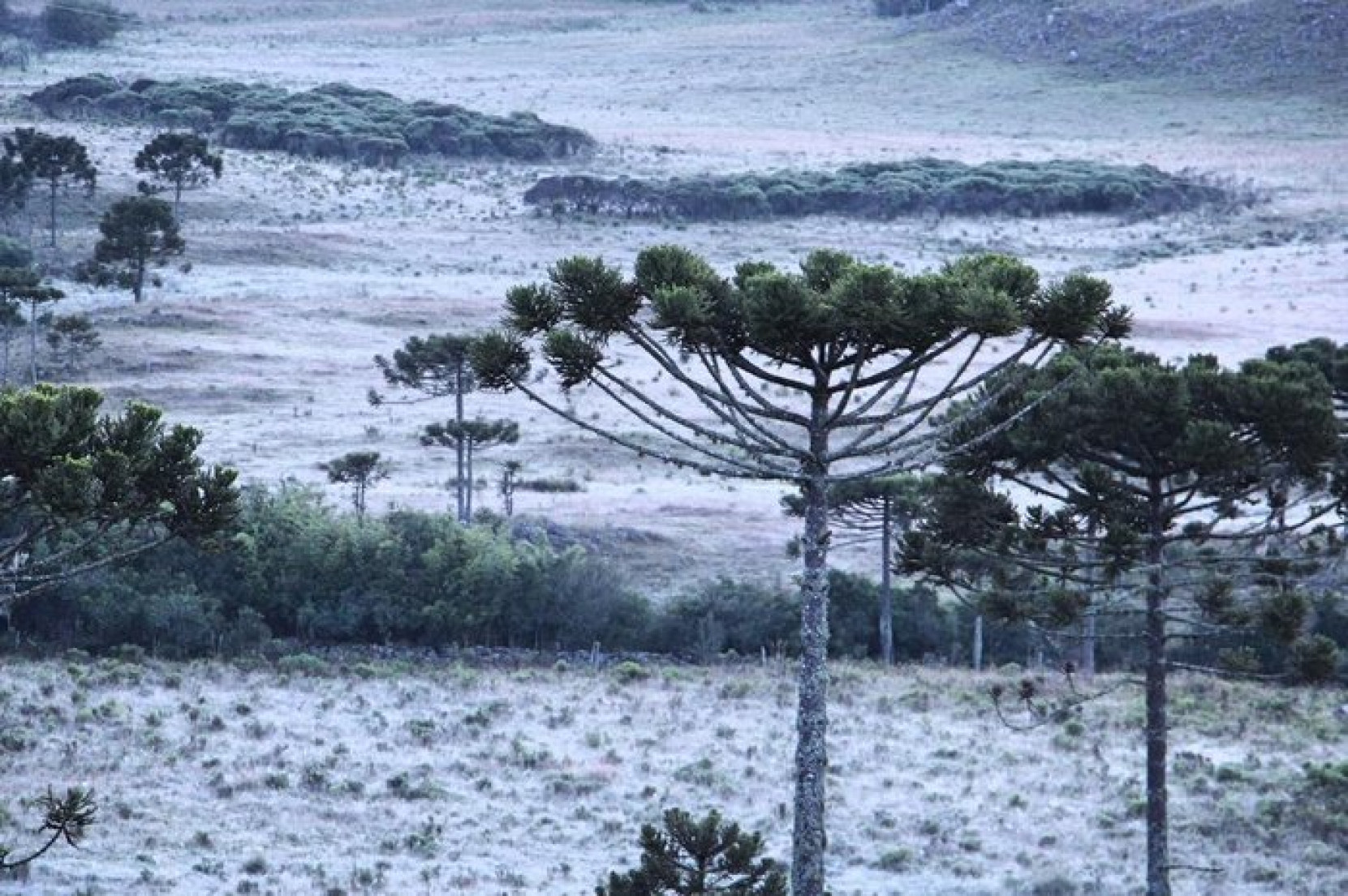 Campos de São Joaquim
