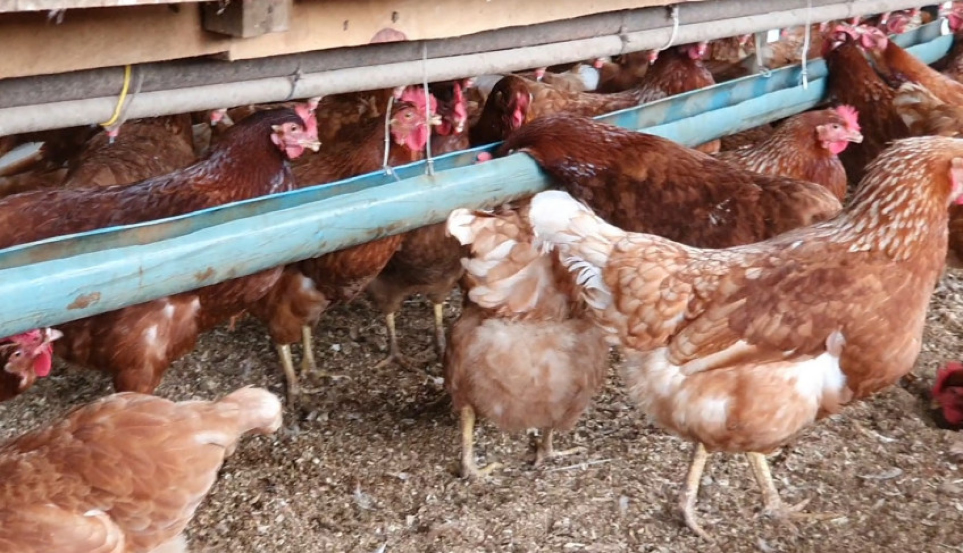 Sebrae/SC reúne lideranças para discutir o fortalecimento da agroindustrialização em municípios