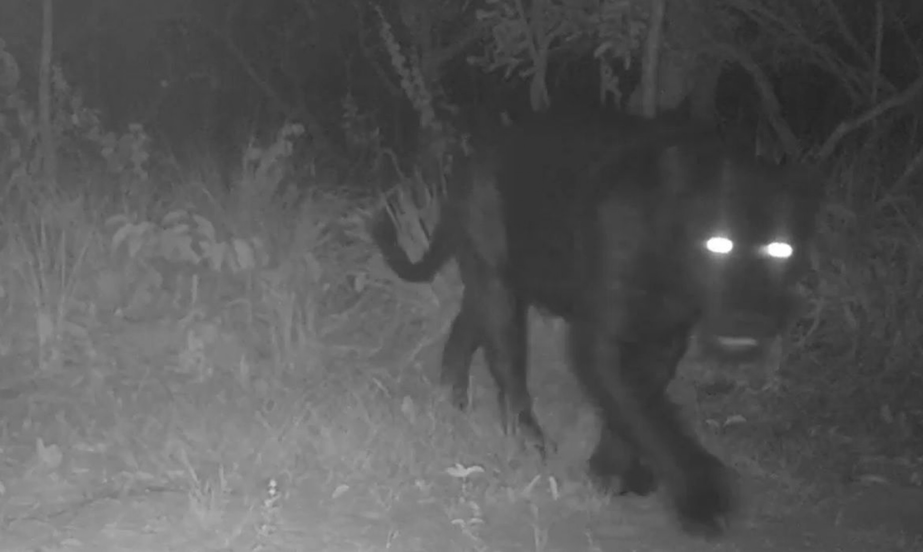 Onça-preta aparece pela primeira vez em reserva no Cerrado