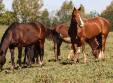 Ração contaminada mata 245 equinos em quatro estados