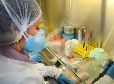 USP: pesquisa de vacina contra zika avança em testes com camundongos