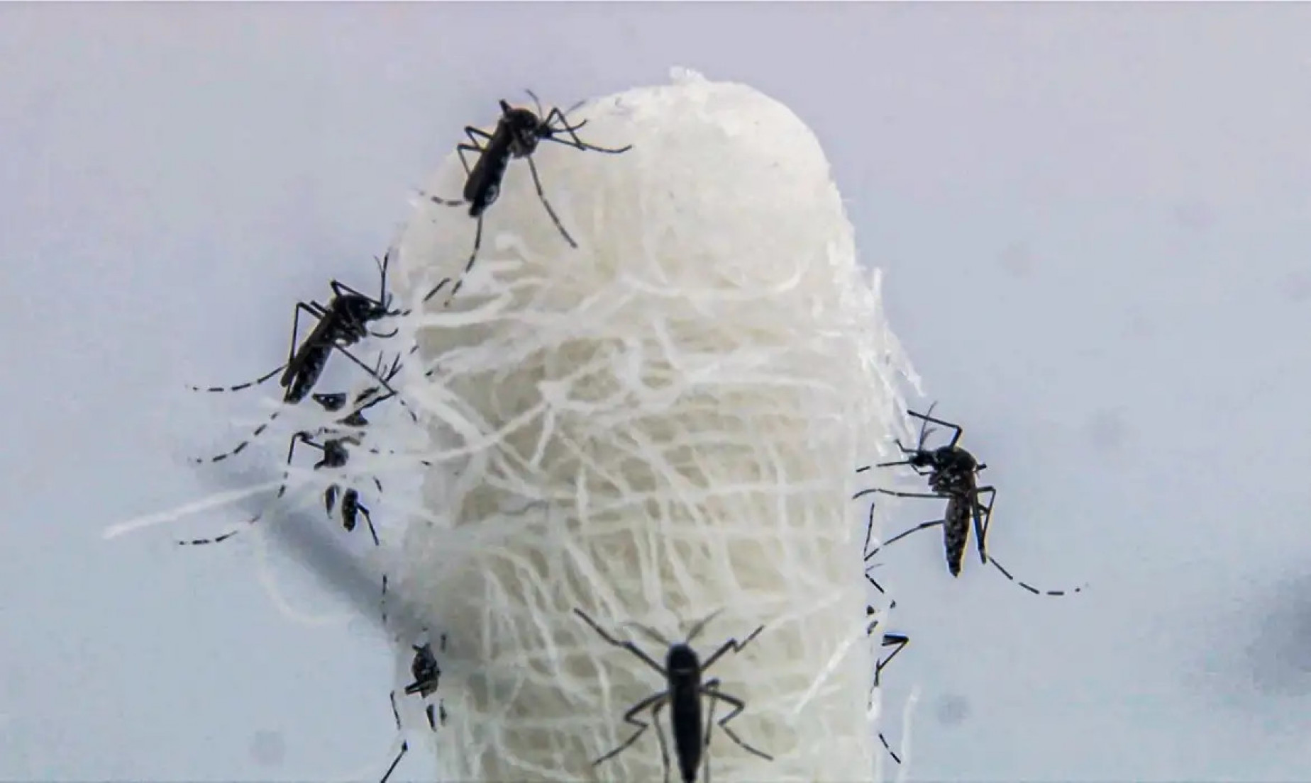 Capital paulista tem queda de 90,5% nos casos confirmados de dengue