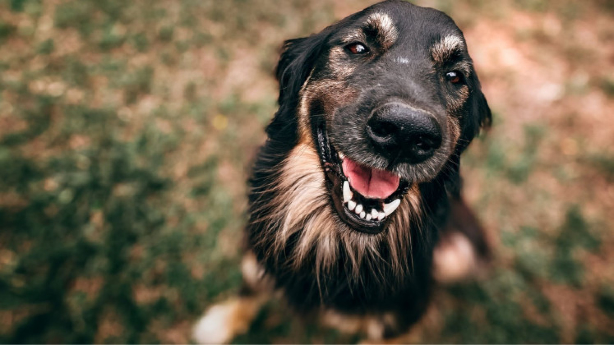 Prefeitura de Canoinhas vai castrar mais de 500 animais 