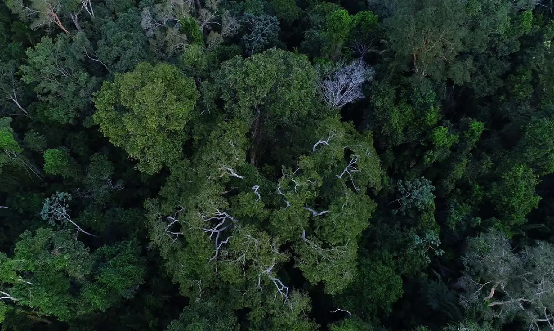 Brasil tem o desafio de elevar financiamento para florestas na COP30