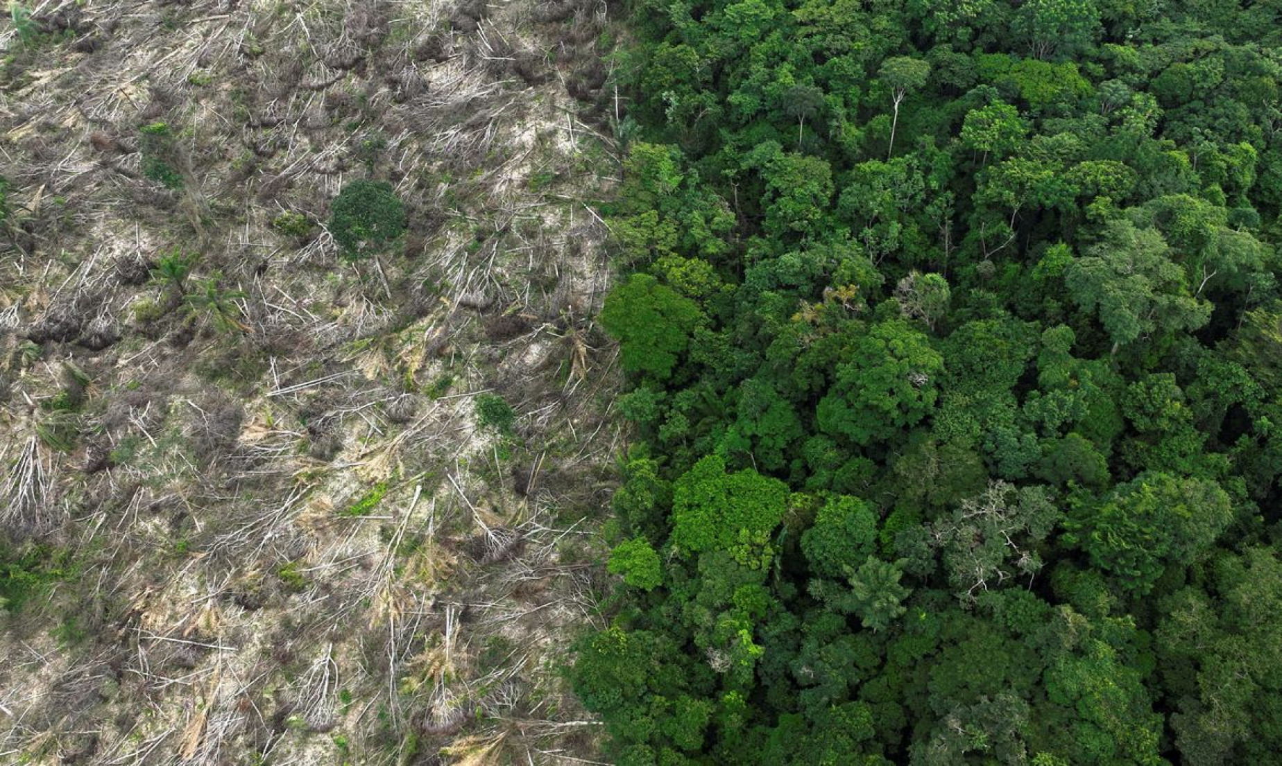 Brasil perdeu 111,7 milhões de hectares de áreas naturais em 40 anos 