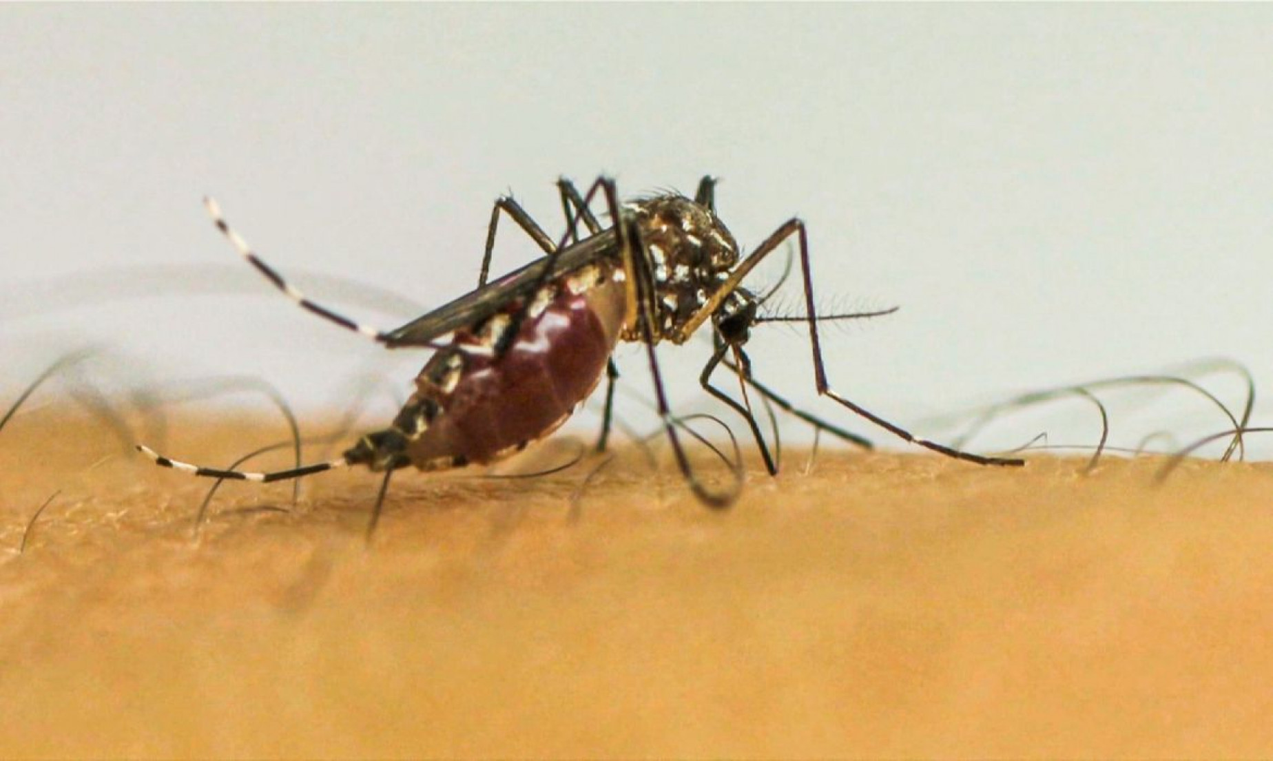 Doenças transmitidas por mosquitos serão novo normal na Europa