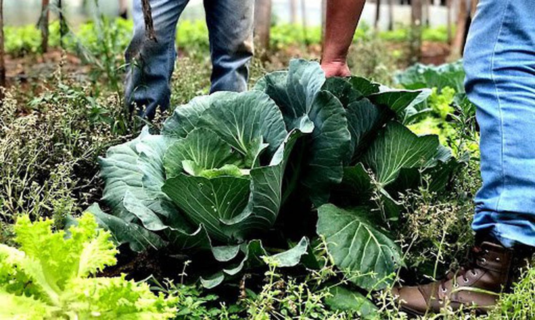 Agricultura familiar receberá R$ 60 milhões para produção de bioinsumo