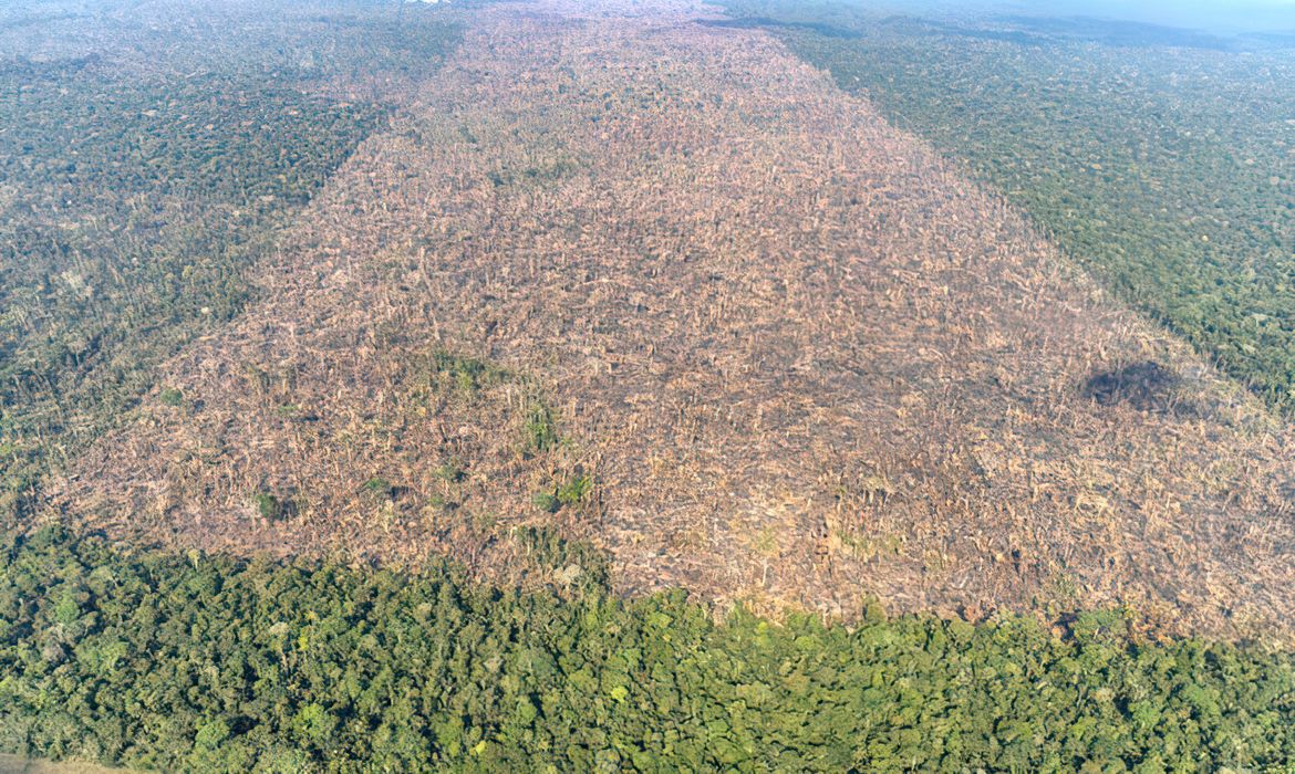Desmatamento é responsável por mais de 28 mil mortes anuais por calor
