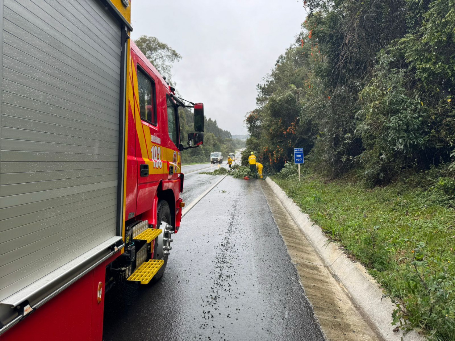 Bombeiros de Mafra atuam rapidamente para remover árvore que bloqueava a pista no Trevo do Saltinho do Canivete.