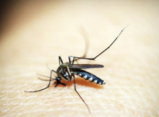 Casos de dengue e chikungunya custaram R$ 1,2 bi ao sistema de saúde