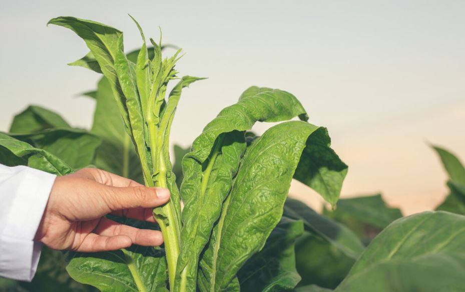 Tabaco segue motor da economia, com milhares de famílias produtoras, recuperação da safra e desafios para o futuro.