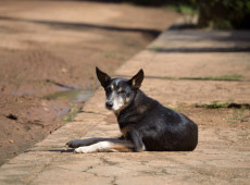  A black dog lying on a sunny sidewalk, gazing at the camera