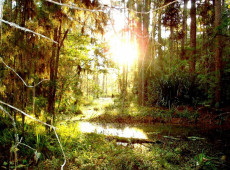 Planalto Norte de SC guarda florestas, rios e grutas pouco explorados, com potencial para fortalecer o turismo de natureza