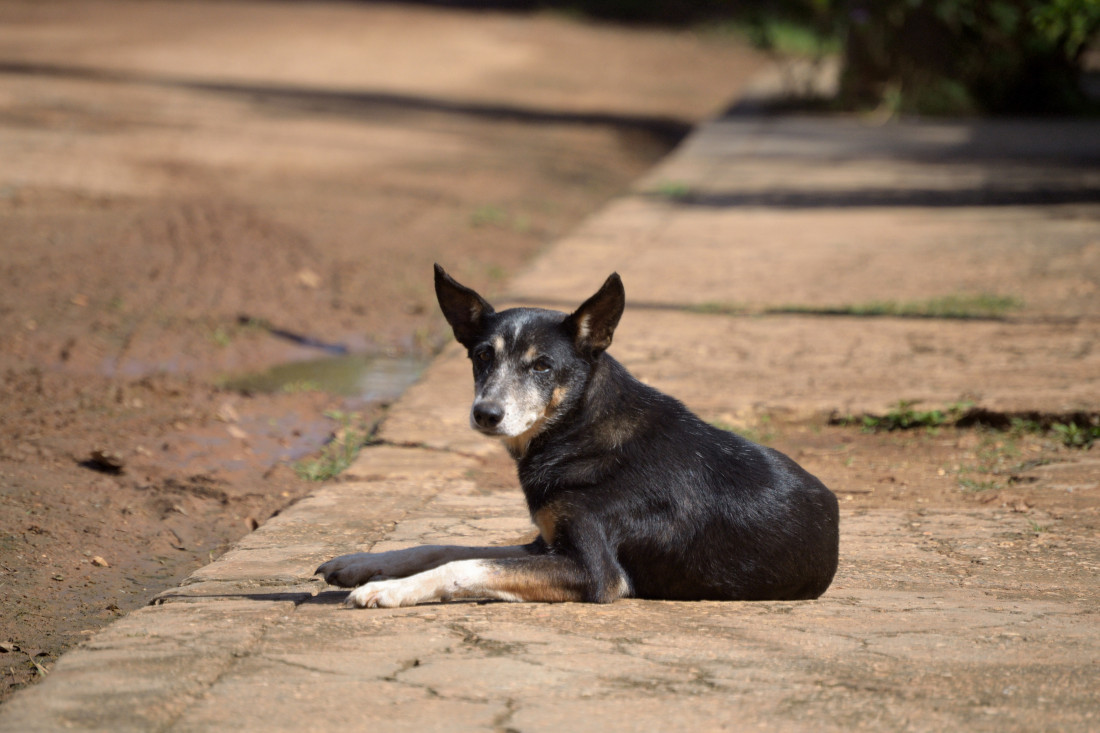  A black dog lying on a sunny sidewalk, gazing at the camera