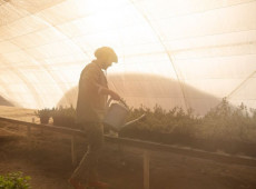 Mudanças climáticas trazem estiagens, chuvas fortes e novas pragas que afetam a agricultura do Planalto Norte de SC