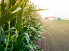 A produção de milho e soja é motor da economia do Planalto Norte de SC, gerando renda para agricultores, apoiando a pecuária e fortalecendo indústrias