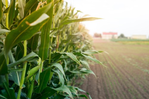 A produção de milho e soja é motor da economia do Planalto Norte de SC, gerando renda para agricultores, apoiando a pecuária e fortalecendo indústrias