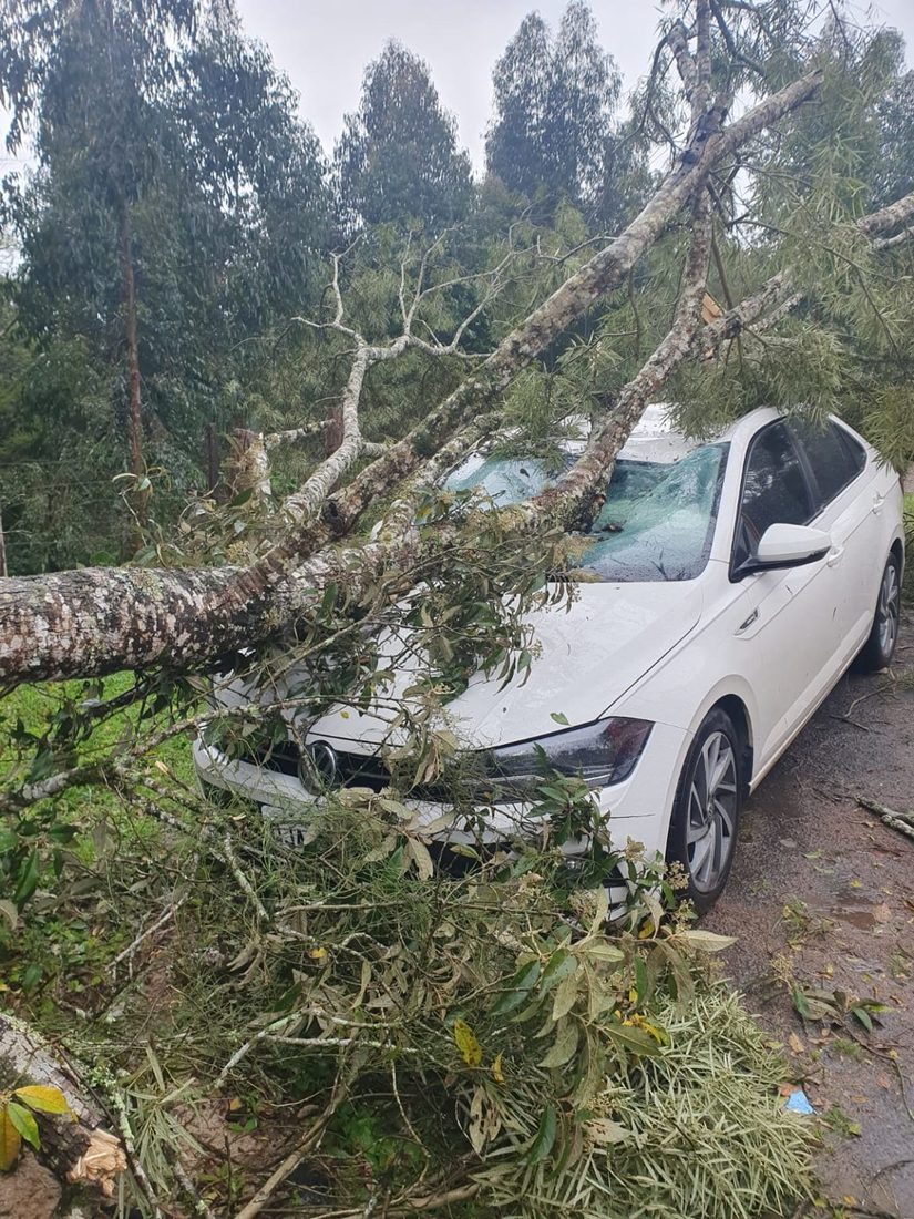 Queda de árvore sobre veículo no bairro Vila Nova, em Mafra.