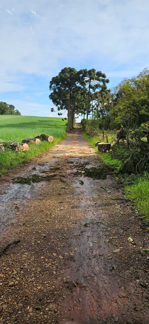 Queda de pinheiro na localidade de Batatais, em Irineópolis.