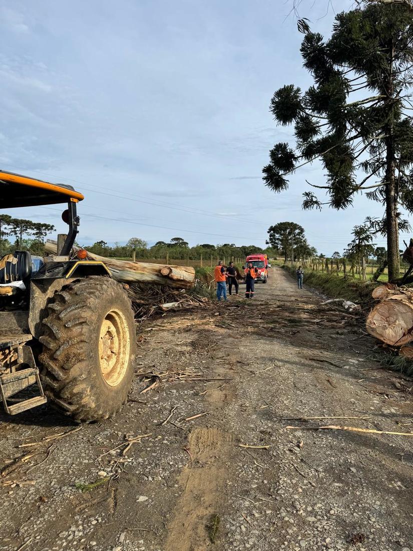Queda de árvore na localidade de Palmito, em Papanduva.