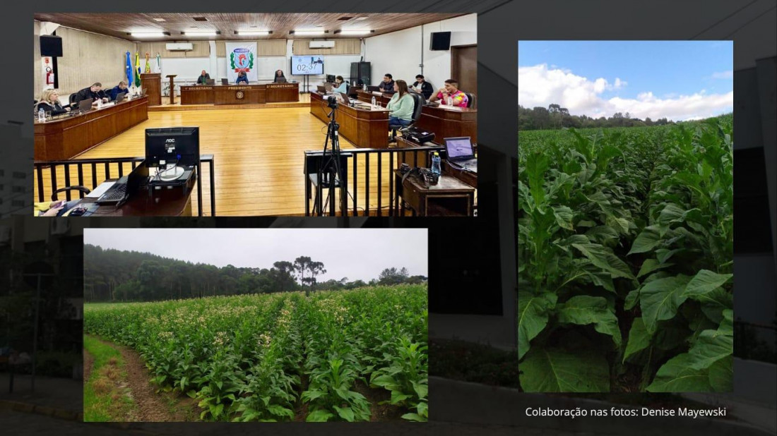 rojeto de Lei Ordinária nº 094/2025, Declara a Fumicultura como Atividade de Relevante Interesse para o Desenvolvimento Econômico, Social e Cultural do Município de Canoinhas, e dispõe sobre a sua valorização no âmbito das Políticas Publicas