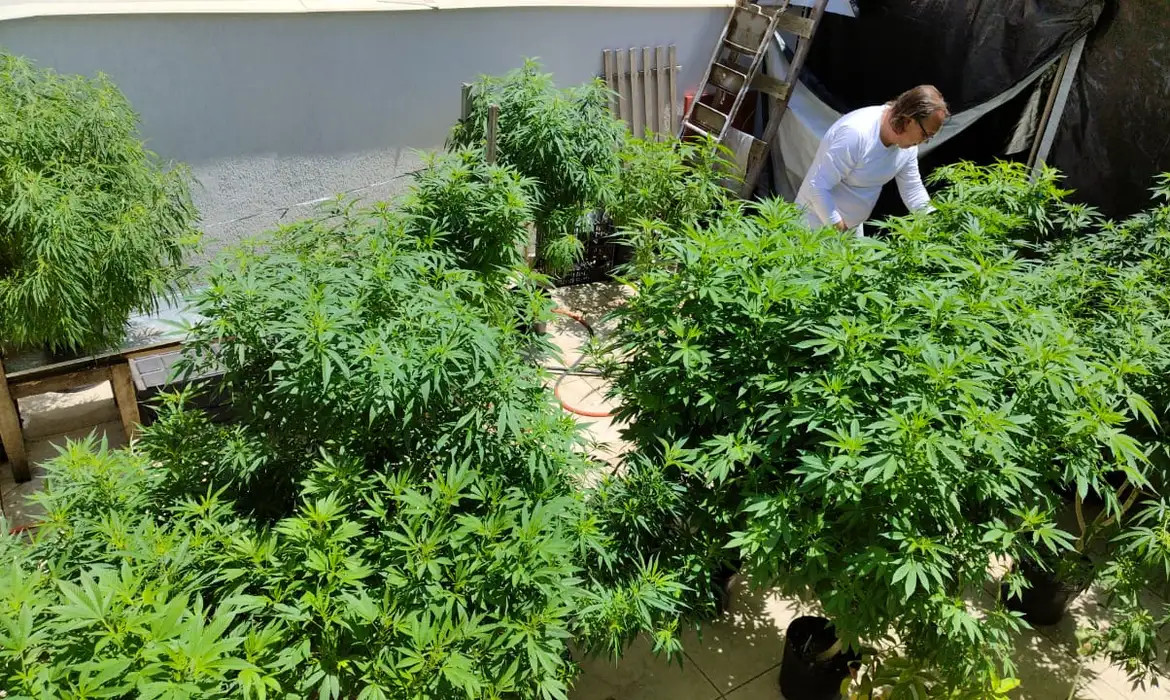 AGU pede mais tempo para regular uso da cannabis medicinal