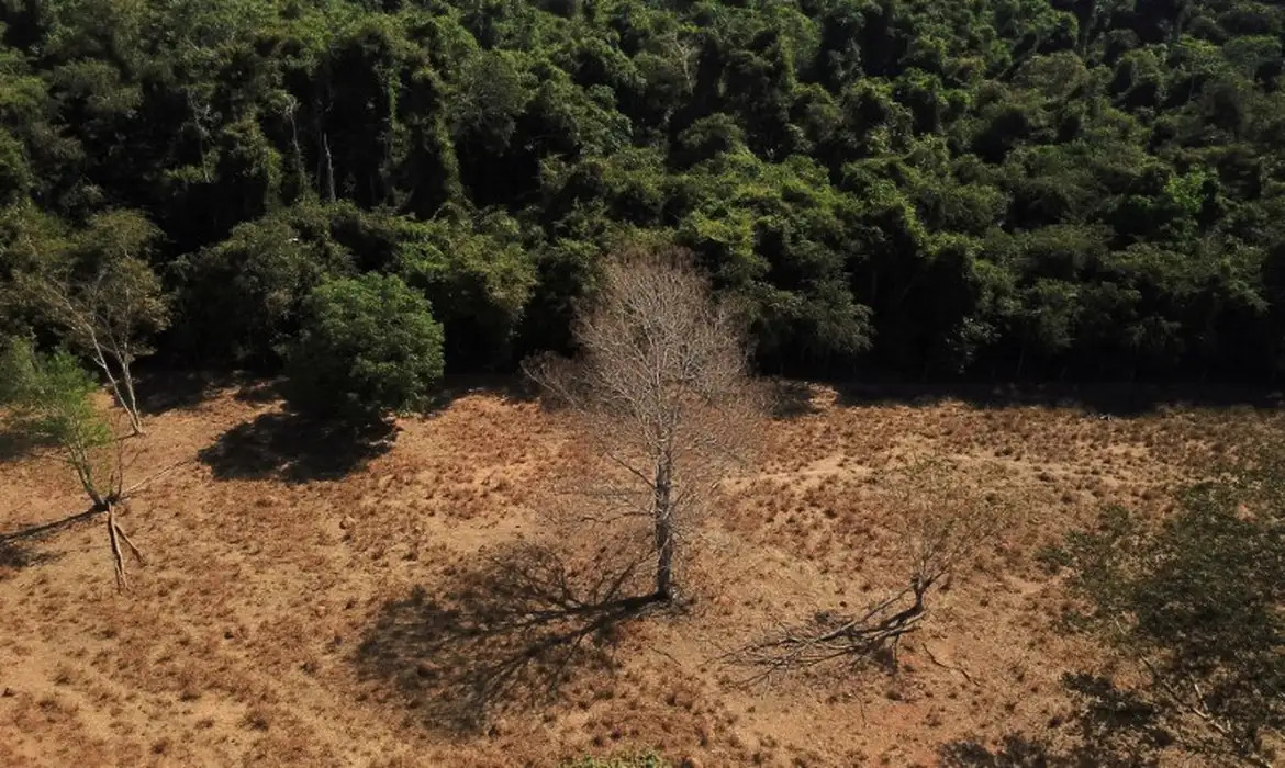 Brasil pode suprir demanda por bioenergia sem desmatar, aponta estudo