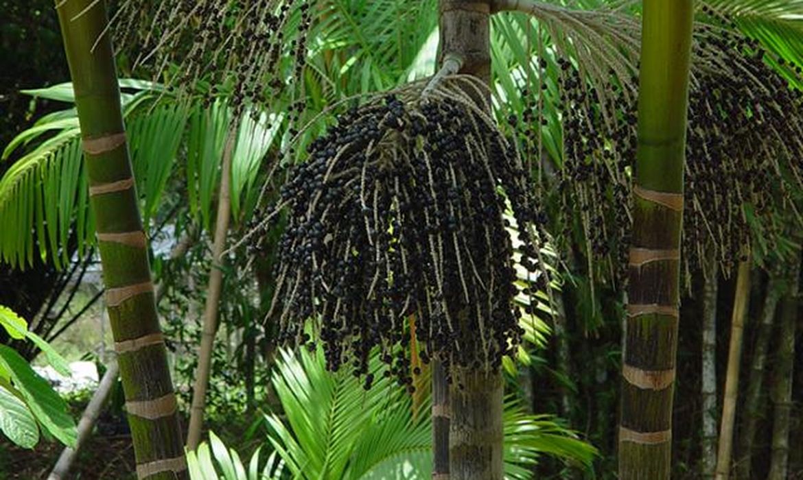 Projeto transforma áreas de queimada em produção sustentável no Marajó
