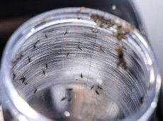 Ministério da Saúde intensificará mobilização contra dengue no Brasil