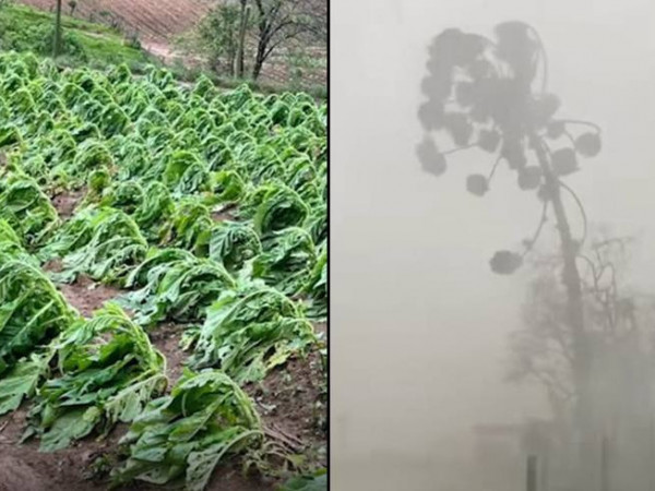 Lavoura de Fumo Destruída em Santa Terezinha e Ventos Fortes em Canoinhas