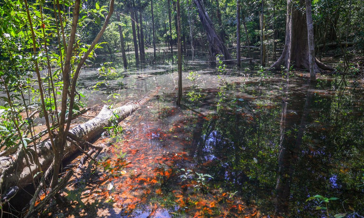 Dinossauros viveram na Amazônia, descobrem pesquisadores de Roraima 