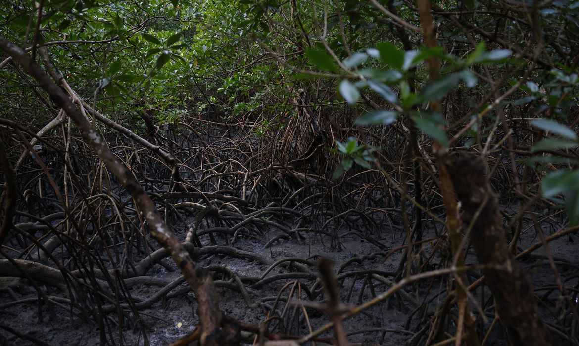 Pacto global para proteger manguezais tem adesão de 46 governos