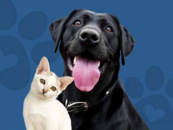 Dezembro verde -  Causa animal.