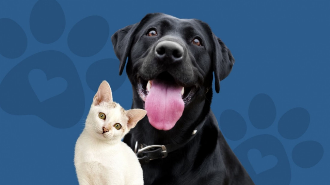 Dezembro verde -  Causa animal.