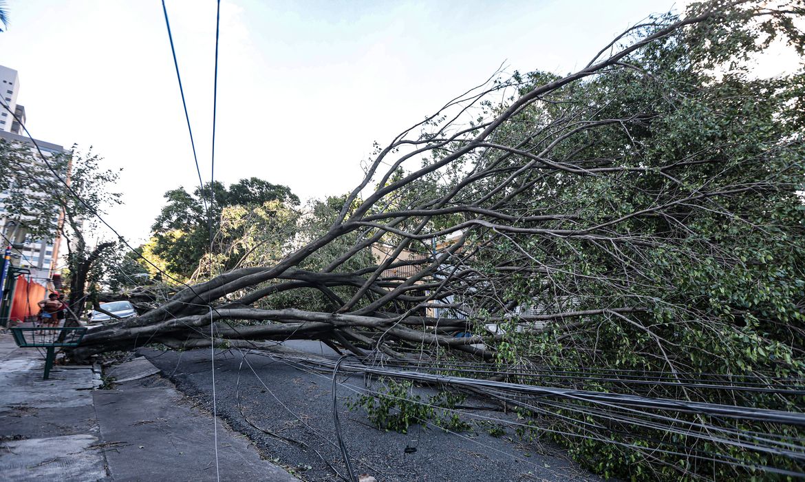 Queda de árvore provoca morte em Guarulhos, diz Defesa Civil