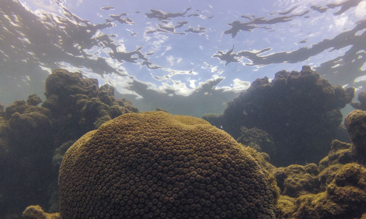 El Niño afeta ecossistema marinho no Oceano Atlântico, diz estudo