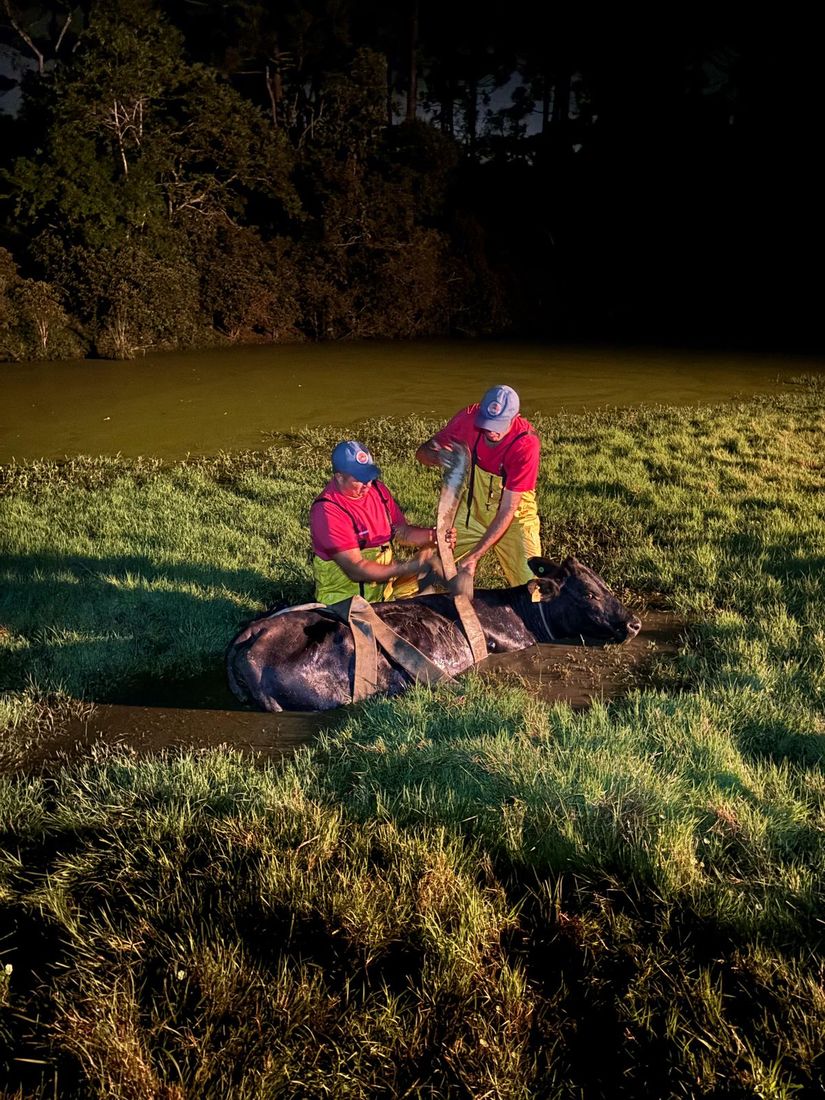 Vaca atolada em a&ccedil;ude 