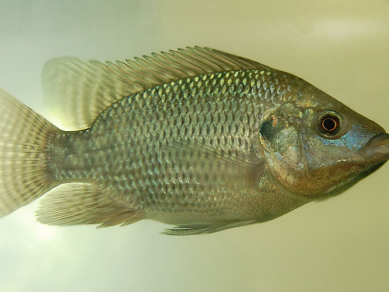 A prefeitura oferece suporte t&eacute;cnico e treinamentos com o fim de habilitar os produtores rurais interessados no desenvolvimento da atividade.