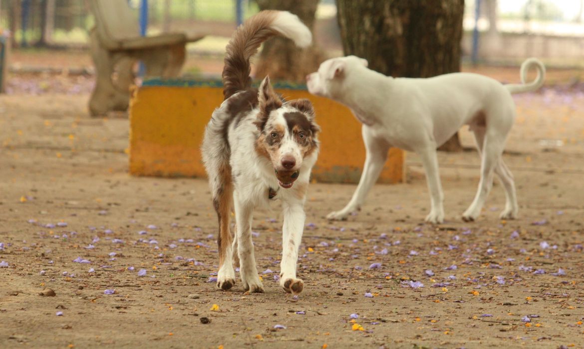 Mais de 300 pets estarão disponíveis para adoção em evento em SP