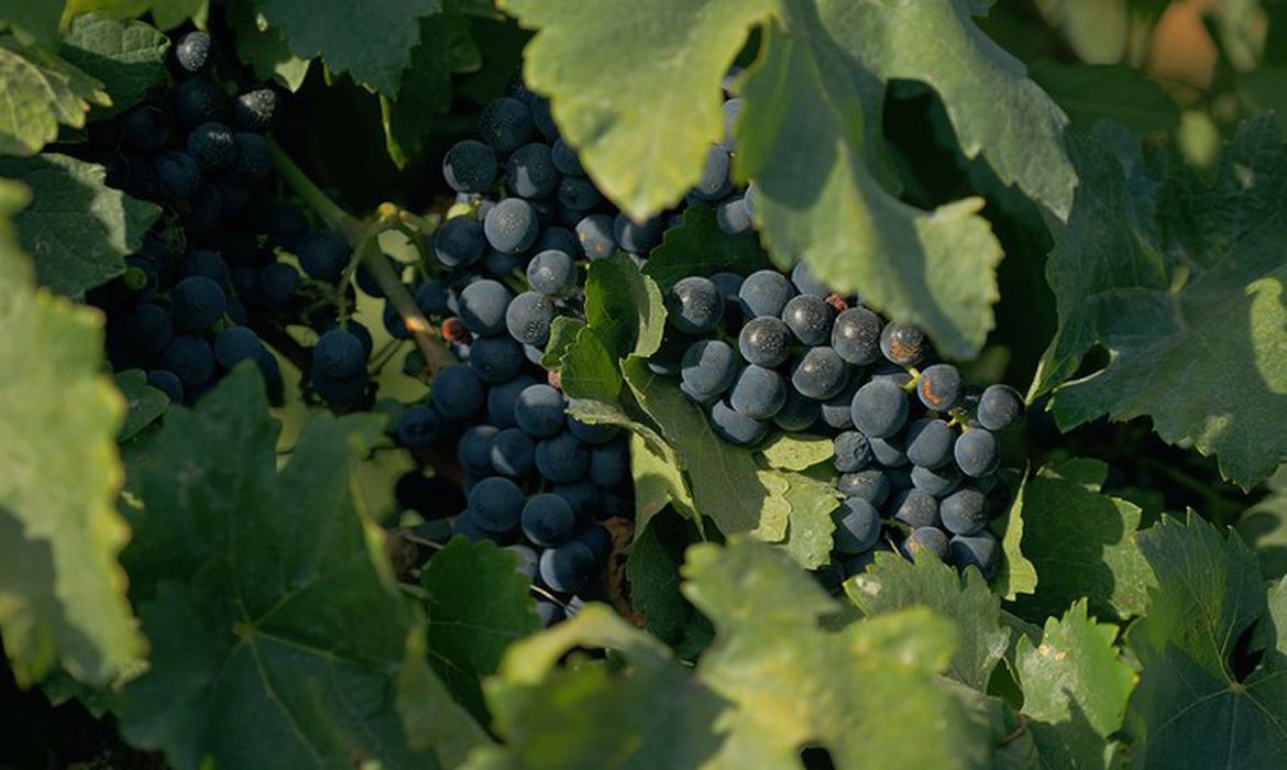 Document&aacute;rio sobre cultura vin&iacute;cola no pa&iacute;s tem exibi&ccedil;&atilde;o na TV Brasil