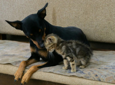 Mutir&atilde;o de Castra&ccedil;&atilde;o no munic&iacute;pio de Canoinhas.