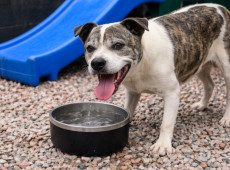 O secret&aacute;rio de Meio Ambiente, Rogerio Koch, destaca que o bem-estar animal &eacute; essencial para o equil&iacute;brio ambiental e a sa&uacute;de p&uacute;blica.