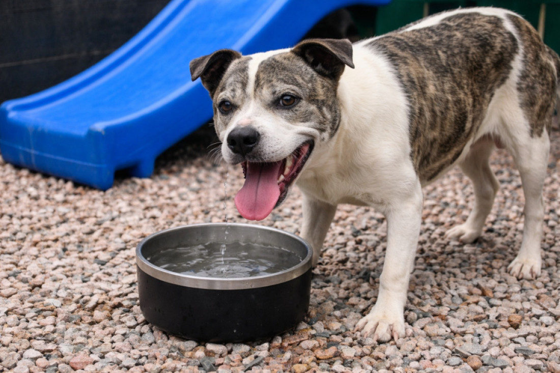 O secretário de Meio Ambiente, Rogerio Koch, destaca que o bem-estar animal é essencial para o equilíbrio ambiental e a saúde pública.