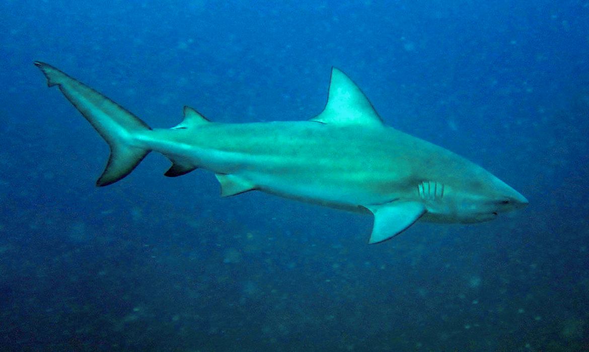 Tubarão-cabeça-chata é provável espécie que atacou garoto em Olinda